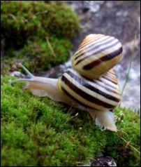 la maison de l'escargot